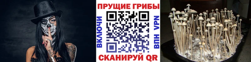 Галлюциногенные грибы мицелий  Купить где  Гаджиево 